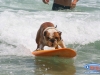 Potamus the surfing dog