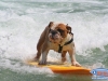 Potamus the surfing dog