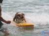 Potamus the surfing dog
